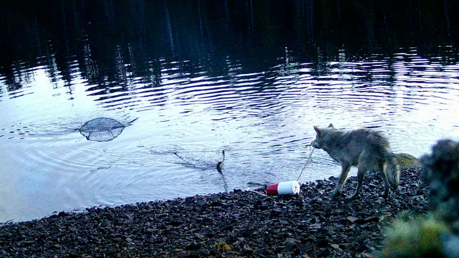 Video: B.C. wolves demonstrate tool use by hauling crab trap to shore - The Globe and Mail