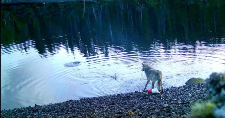 Cameras capture B.C. sea wolf raiding crab traps in first possible ‘tool use’
