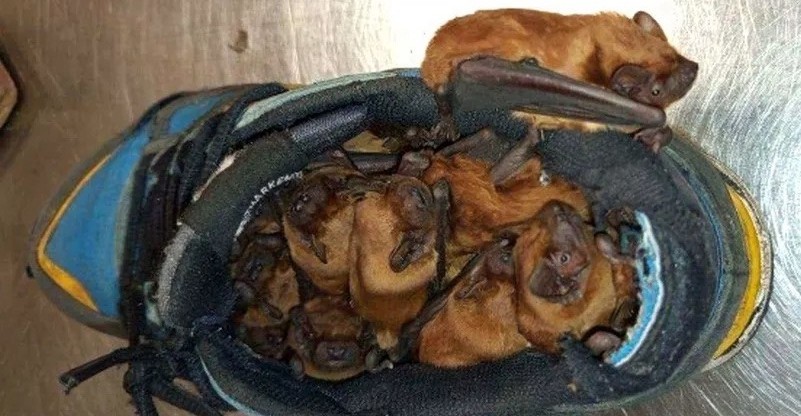 Man surprised to find colony of bats inhabiting shoes he left on balcony