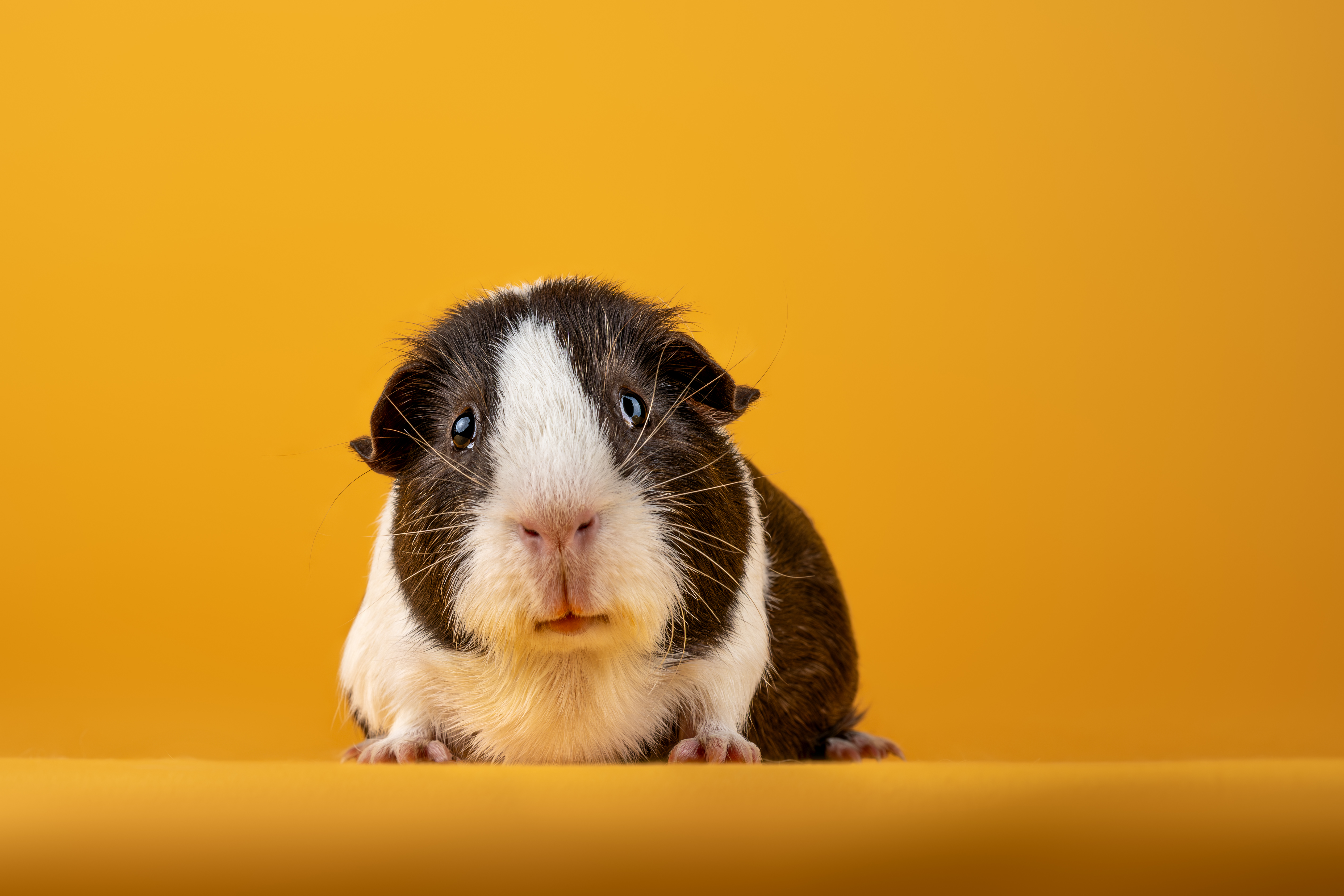 Guinea pig "Pip" with white and black fur and blue eyes on a yellow background.