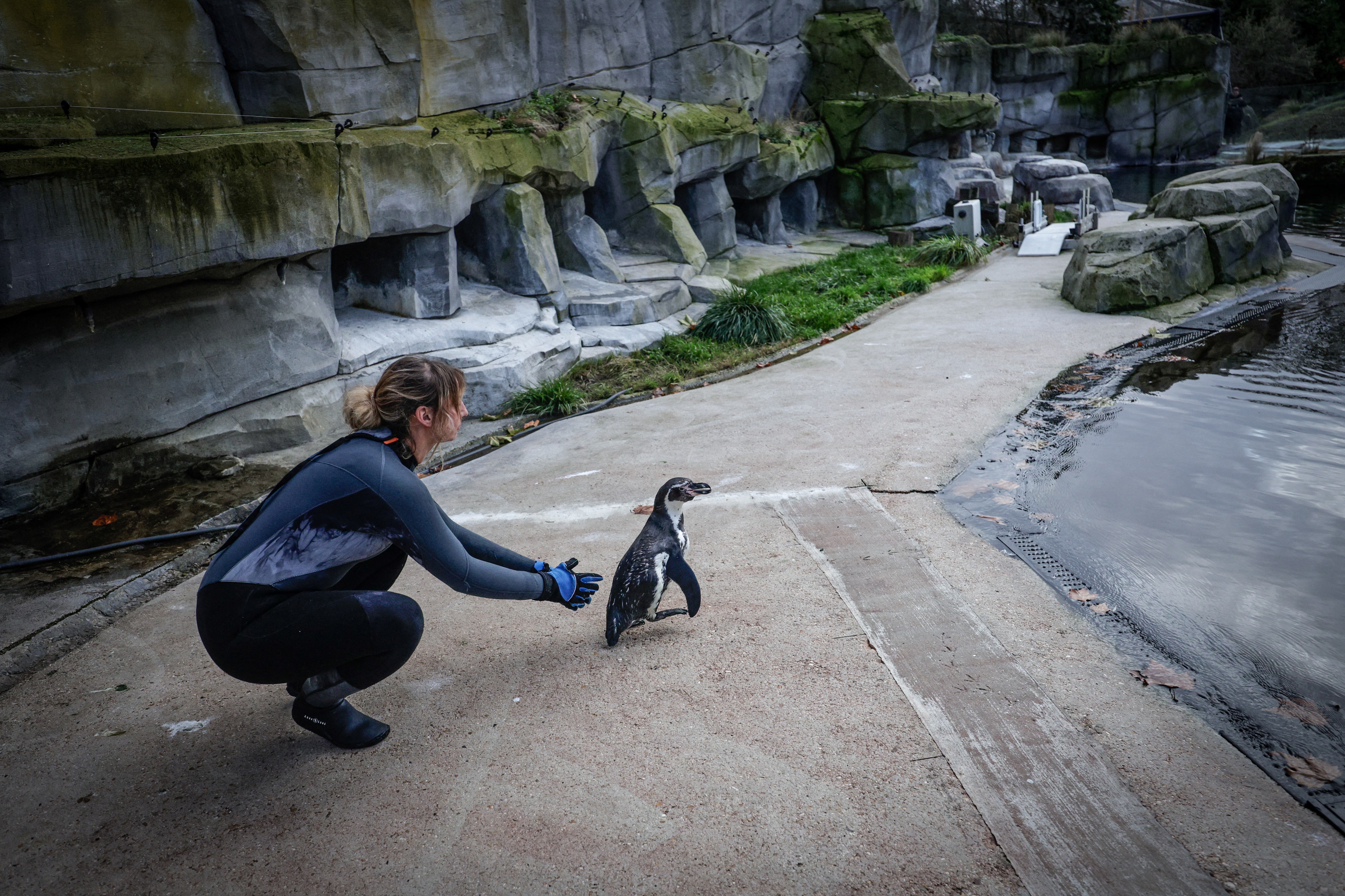 A Humboldt penguin is released after vaccination against avian influenza at the Paris Vincennes Zoological Park in Paris.