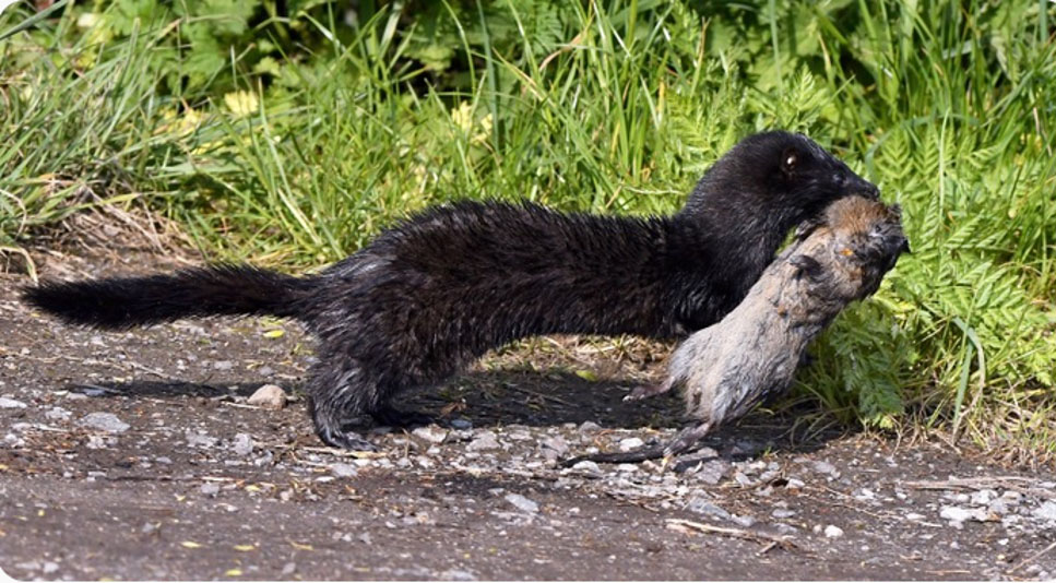 Mink carrying a water vole.