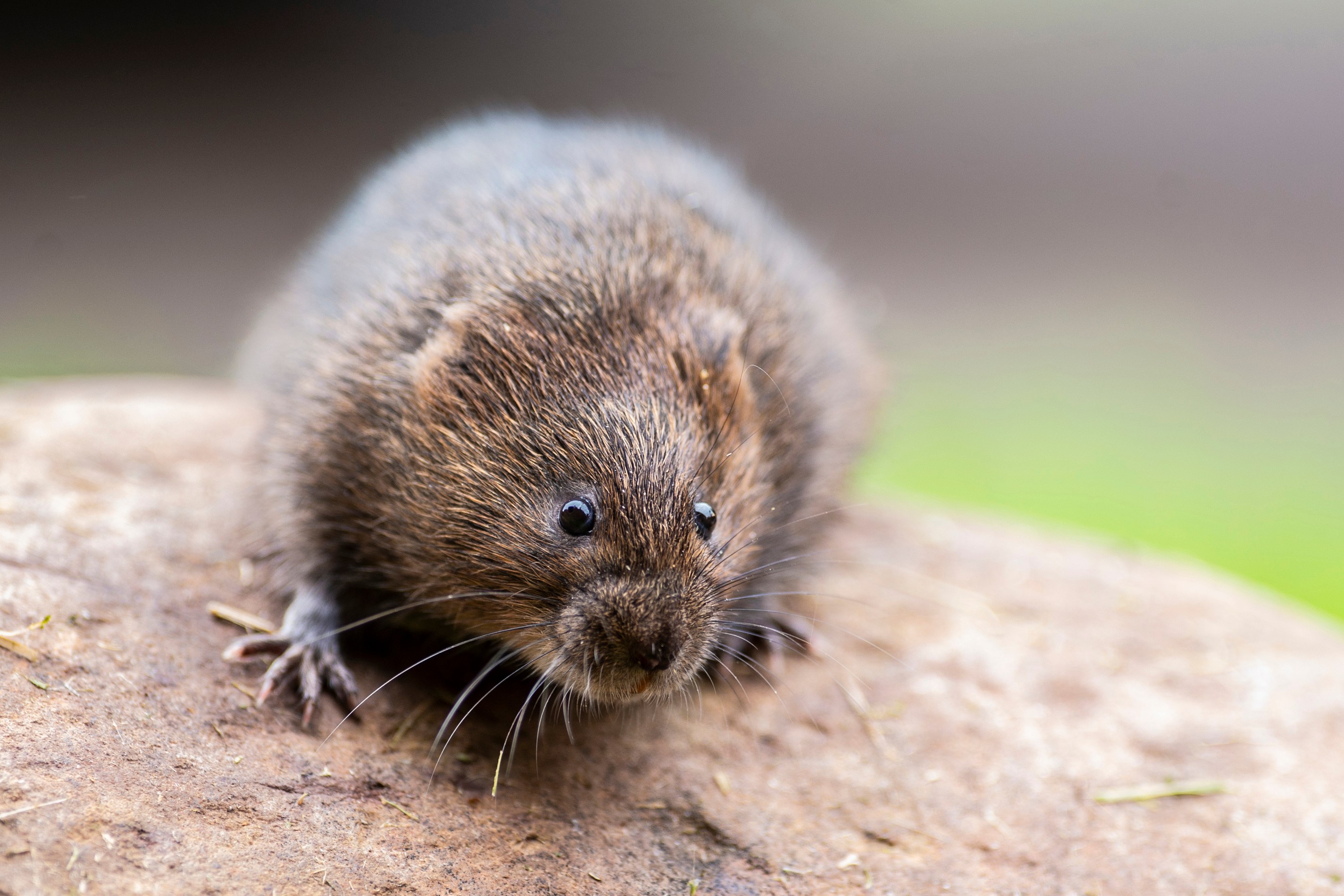 Close up of a water vole.