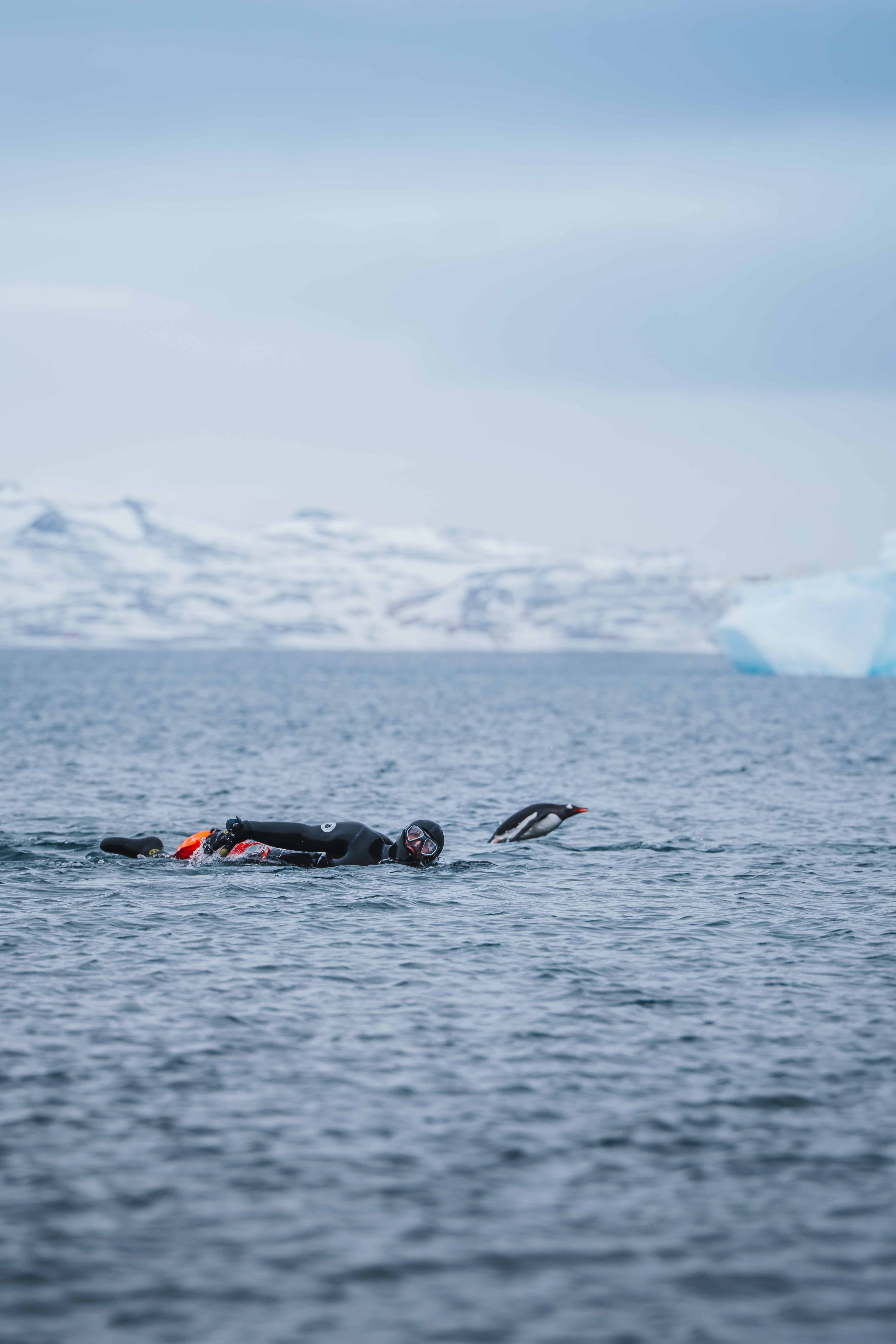 Spencer Matthews swimming in Antarctic waters, with a penguin jumping out of the water nearby.
