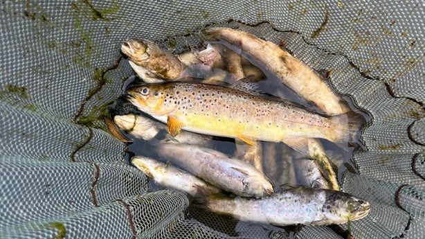 A view of dead fish following a fish kill incident