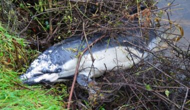 Dead dolphin found on banks of River Barrow in Carlow