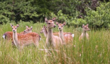 Almost 400 deer culled in Killarney National Park in 2025