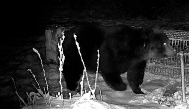 ‘On bear patrol’: inside Japan’s fightback against a surge of deadly bear attacks