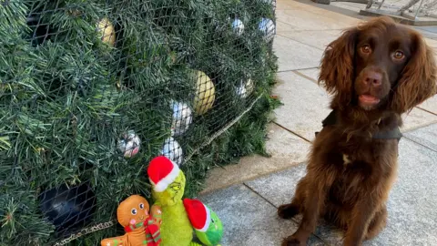PSNI A cocker spaniel sits beside a outdoor Christmas tree. In front of the tree are two stuffed toys.