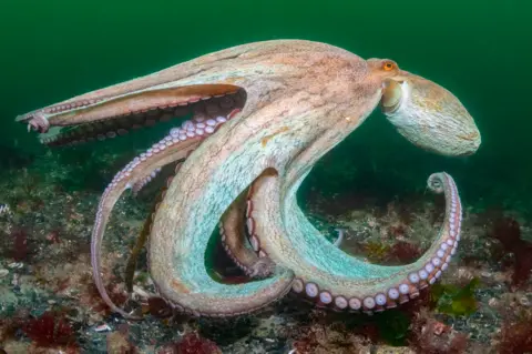 The Wildlife Trusts/Kirsty Andrews An octopus propels itself through the deep green sea. 