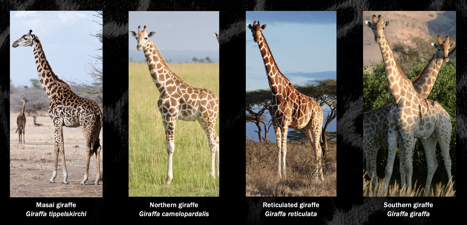 In August 2025, the global conservation authority IUCN officially recognized four distinct species of giraffes.