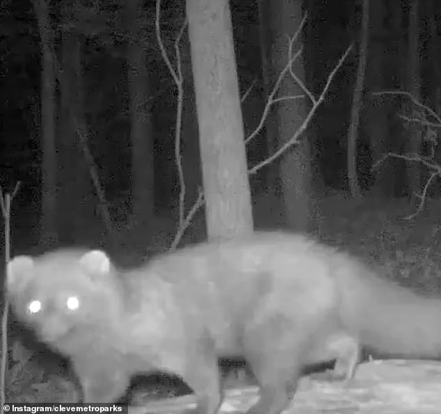 The first fisher in 100 years was captured on a trail camera in Ohio