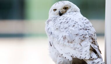 Sweden declares the famous Snowy Owl regionally extinct after a decade of ‘silence’