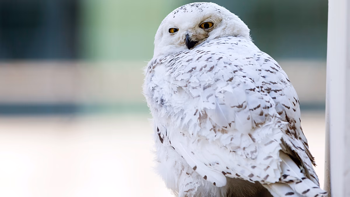 Sweden declares the famous Snowy Owl regionally extinct after a decade of ‘silence’