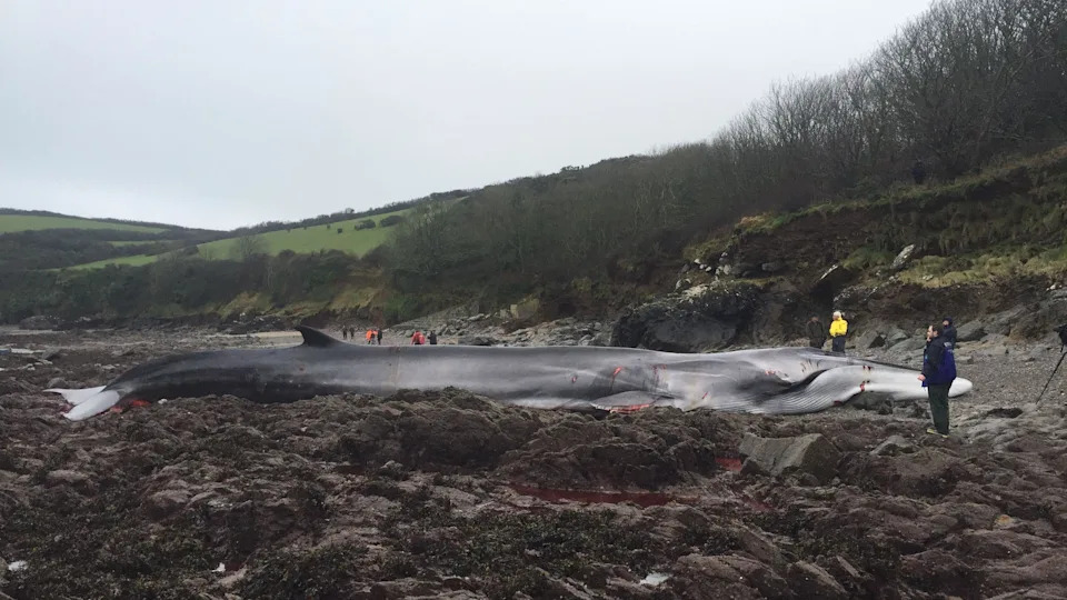 A fin whale stranded on rocks at the beach, there are a number of people looking at it.
