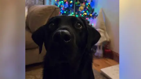 Elizabeth Kane A black Labrador sits in front of a Christmas tree. The tree is brightly lit and in the corner of a living room