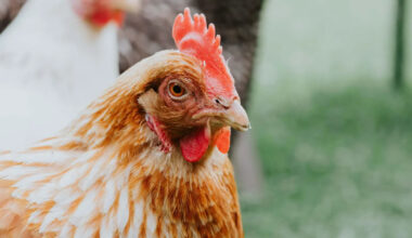 Poultry to be culled after bird flu outbreak