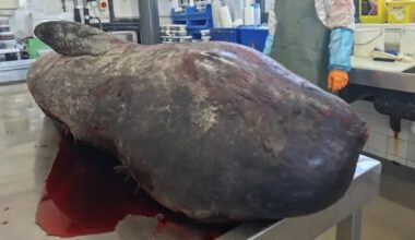 Narwhal recently found in Ireland suggests they're moving into new areas, some experts say