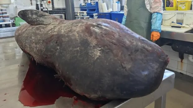 Narwhal recently found in Ireland suggests they're moving into new areas, some experts say