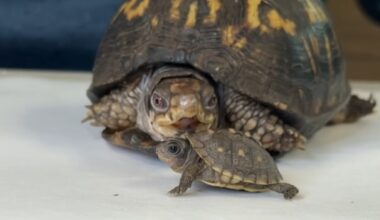 Rockalina the turtle meets member of her own species for the 1st time in 48 years