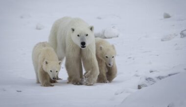 Rare instance of polar bear cub being adopted near Churchill verified by scientists