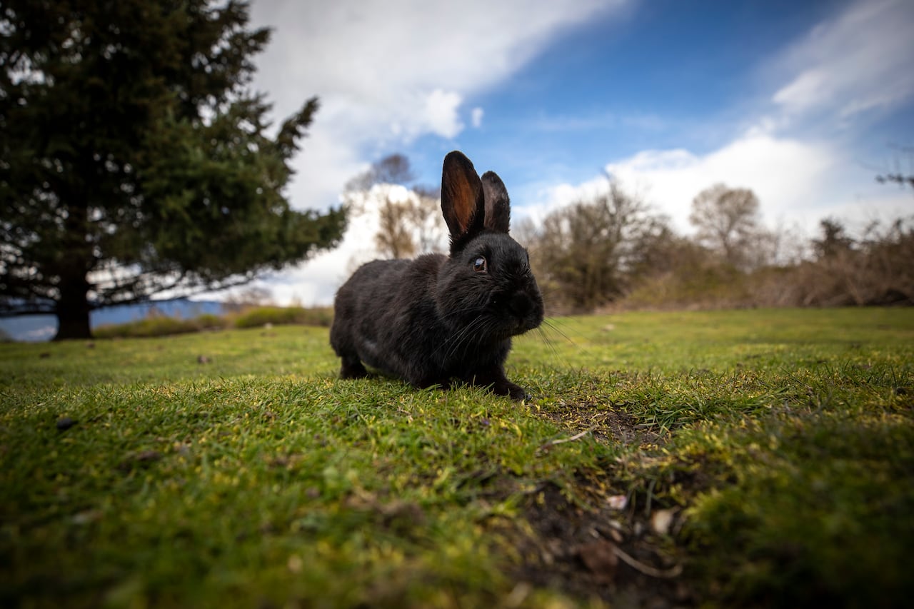 A black bunny on grass