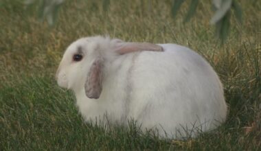 As Nanaimo's feral rabbit population grows, so does damage to city parks, says staff report