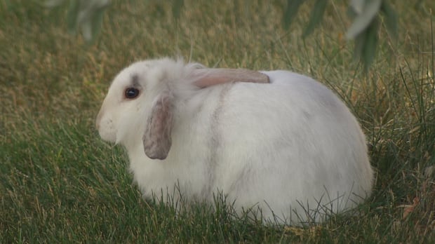 As Nanaimo's feral rabbit population grows, so does damage to city parks, says staff report