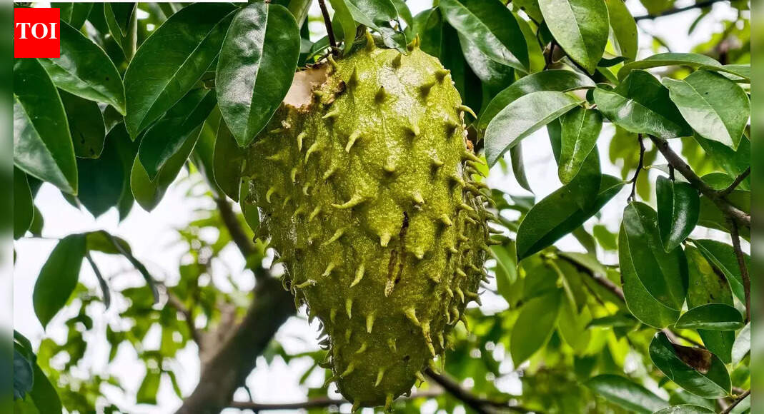 Soursop leaf compounds show potential against cervical cancer, study finds |