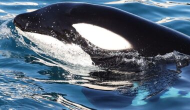 Scientists use drones to detect deadly virus in Arctic animal's' breath in concerning discovery