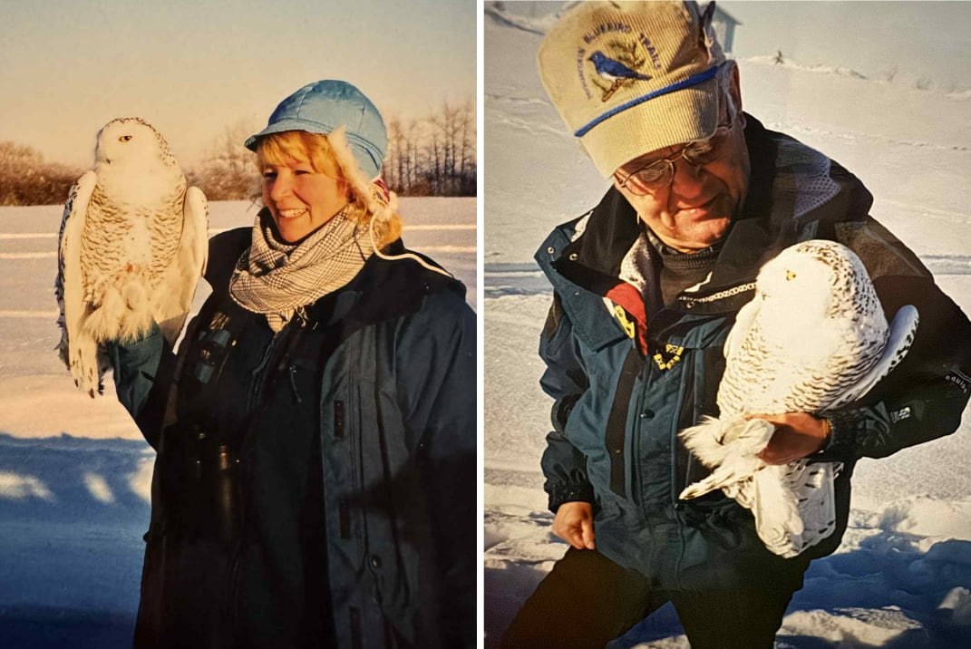 Two people holding snowy owls.