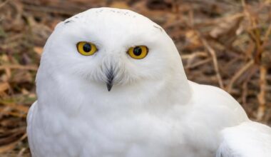 Snowy owls return to Prairies for winter with new status as threatened species