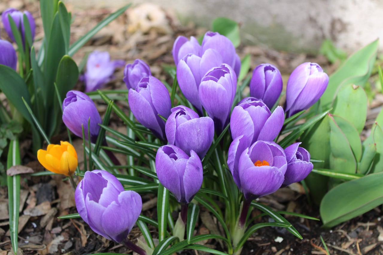 one single yellow flower growing among all purple flowers