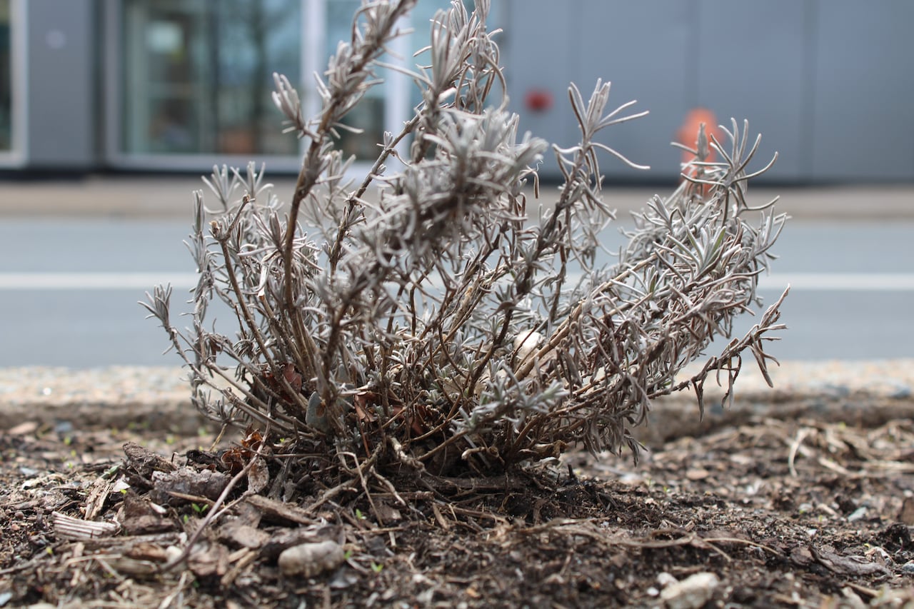 a greying plant in a concrete planter by a road
