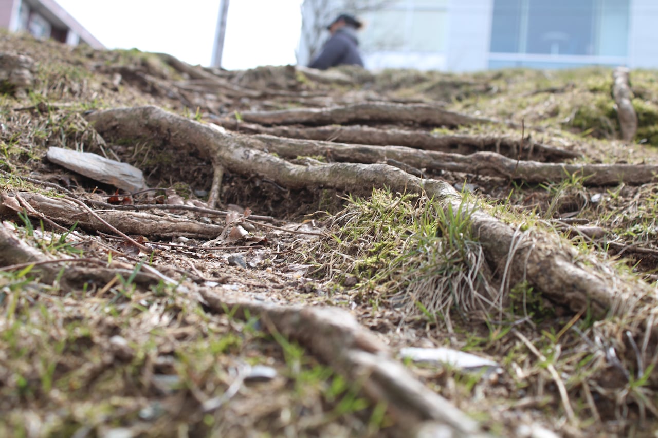 close up of tree roots growing among the grass
