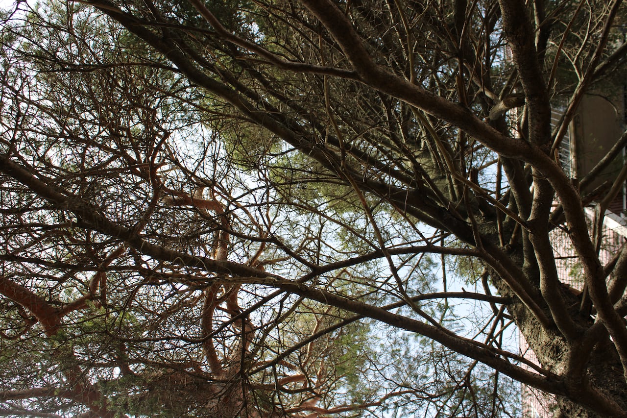 looking up through tree branches