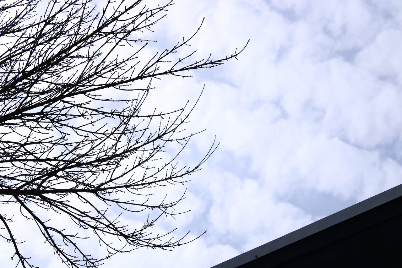 tree branches against a blue cloudy sky