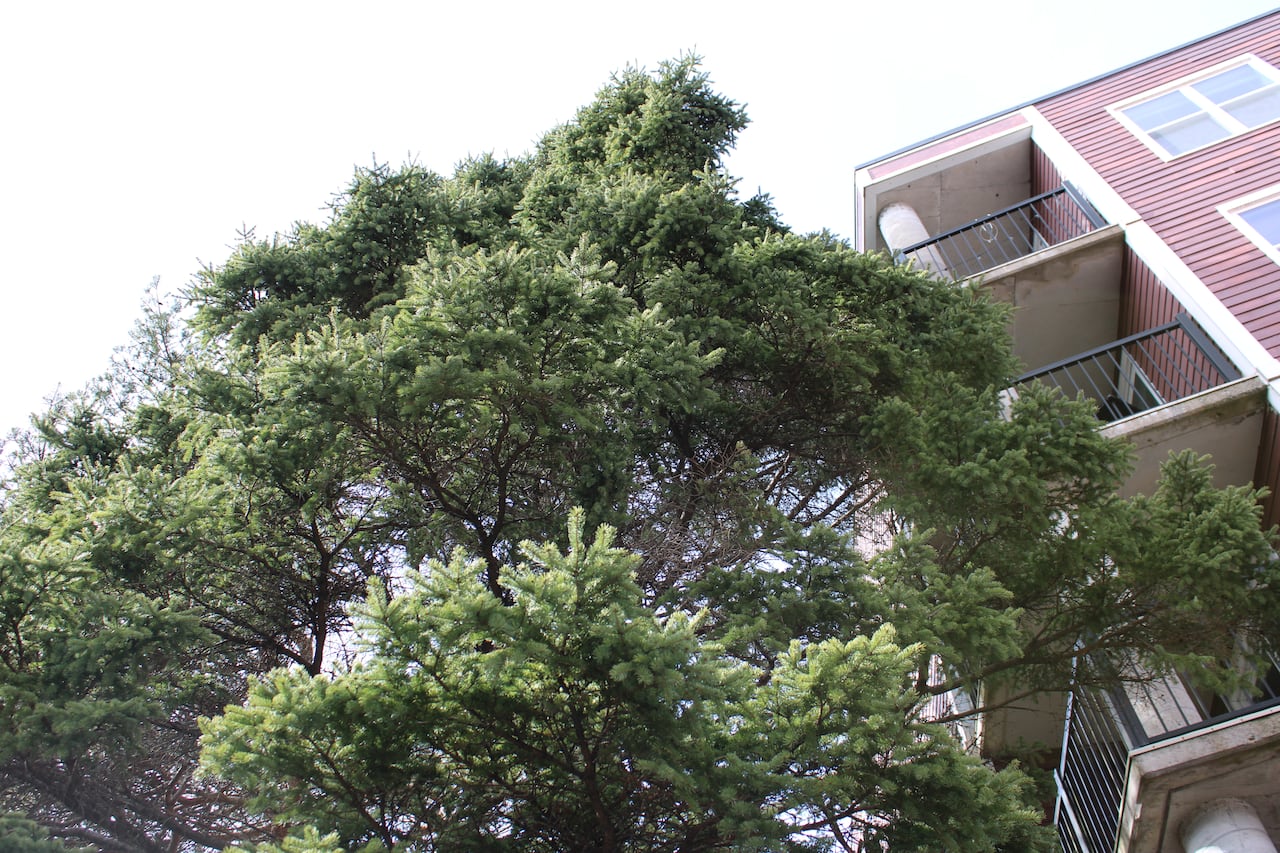 Tree with green needles against a red apartment building with balconies