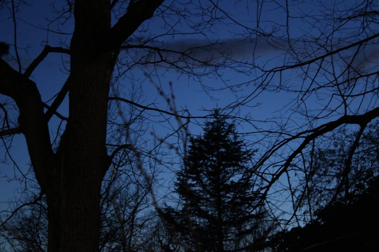 Black trees and branches against a dark blue sky