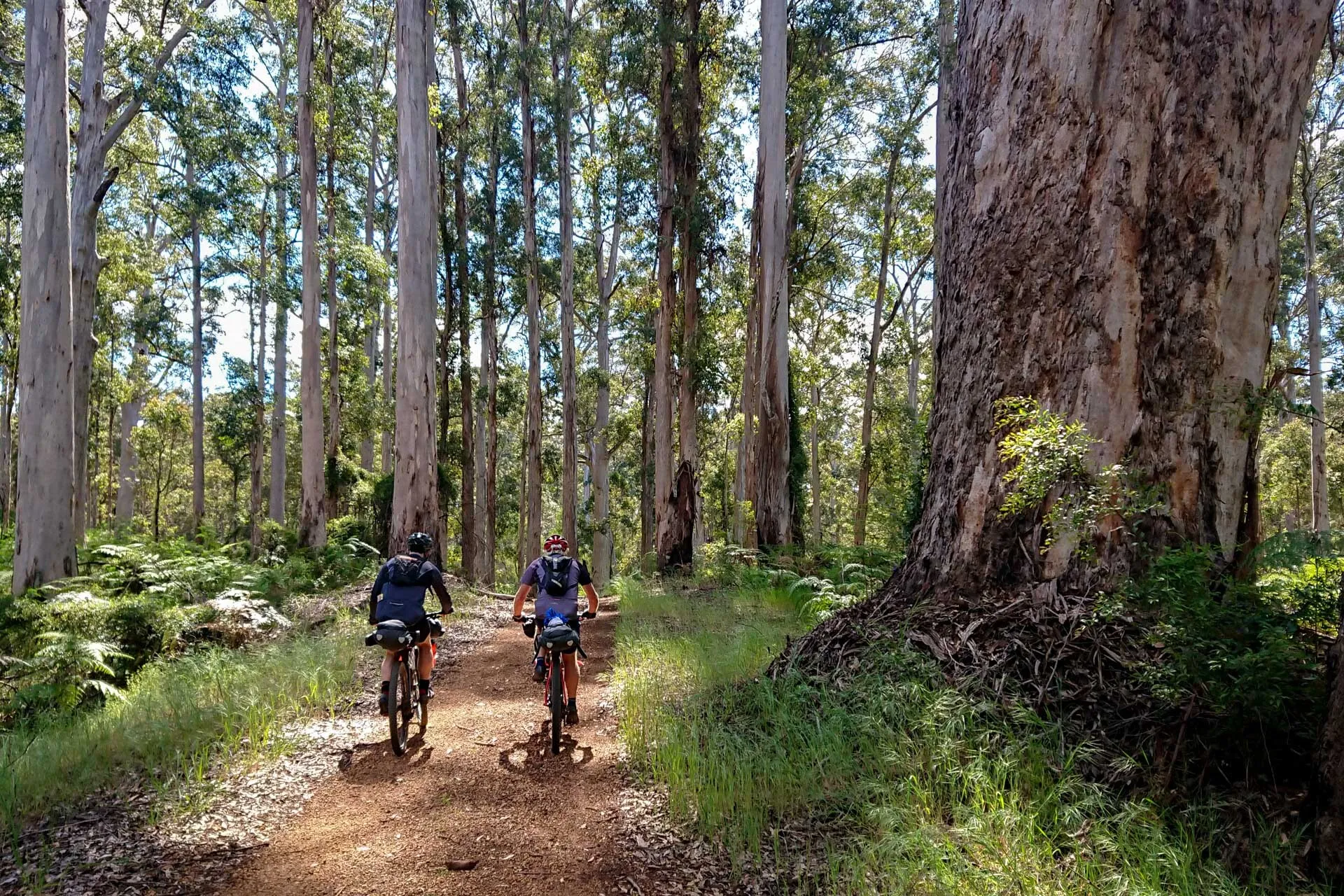 Cyclist riding along forest trail