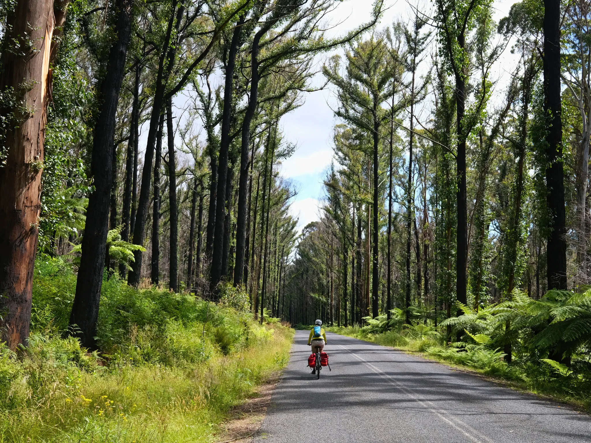 Bikes in forest