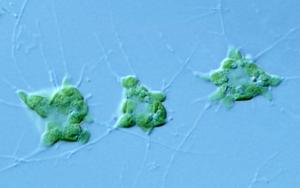 Discovery of the most intron-rich eukaryotic genome