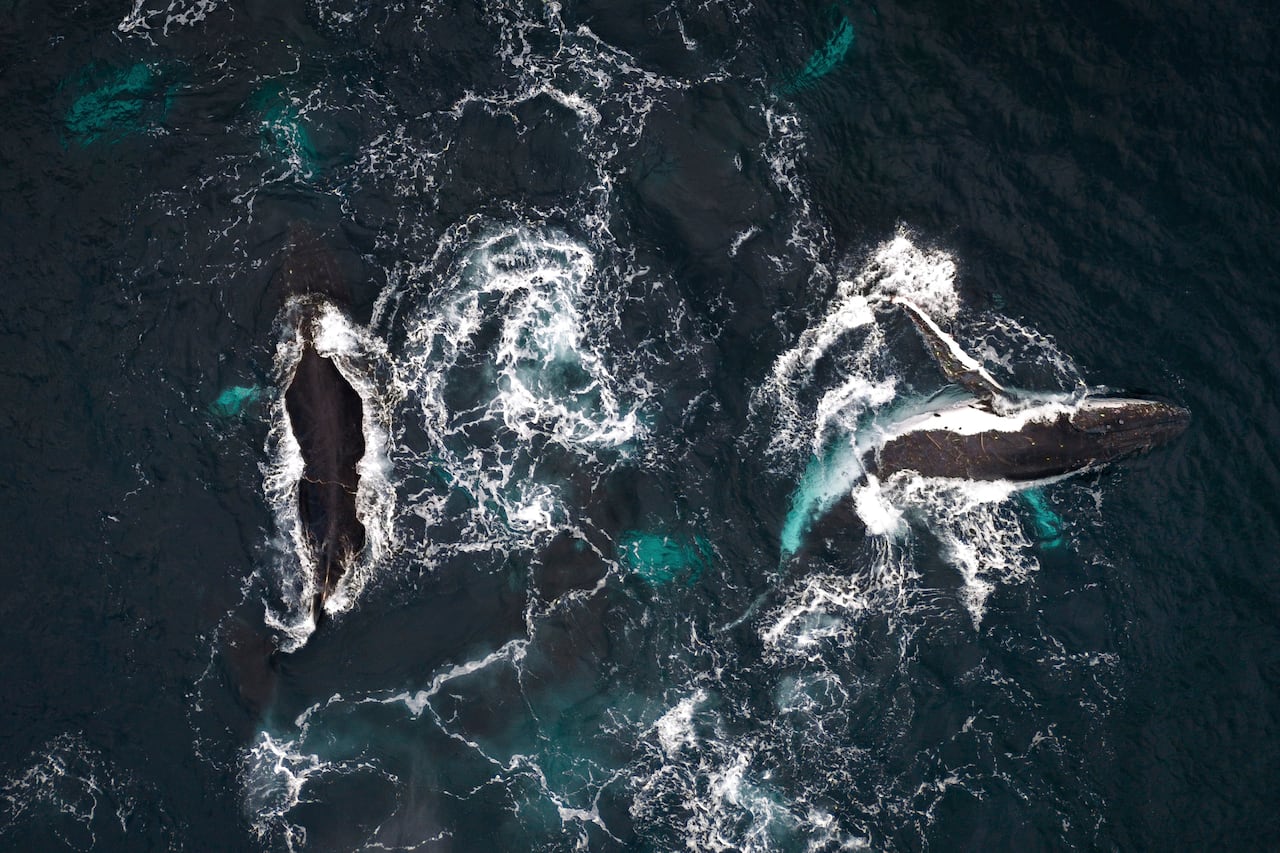 An aerial photo of two whales in the water.
