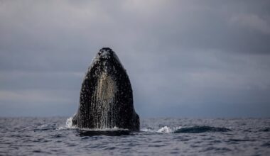Scientist says we’ve got whale song all wrong