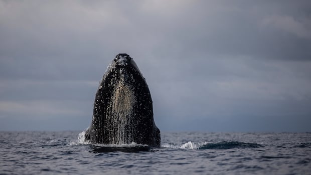 Scientist says we’ve got whale song all wrong