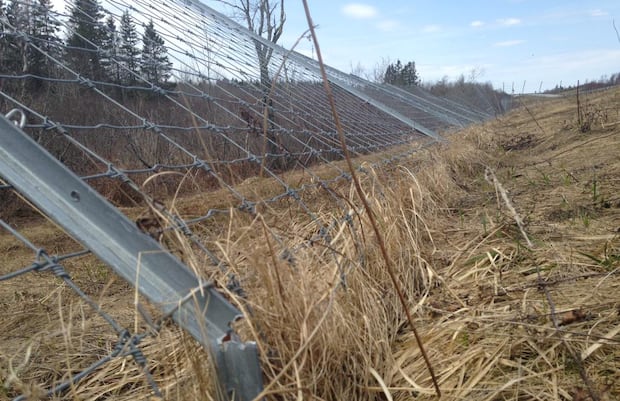 Wildlife fencing no guarantee you won't hit moose or deer, drivers discover