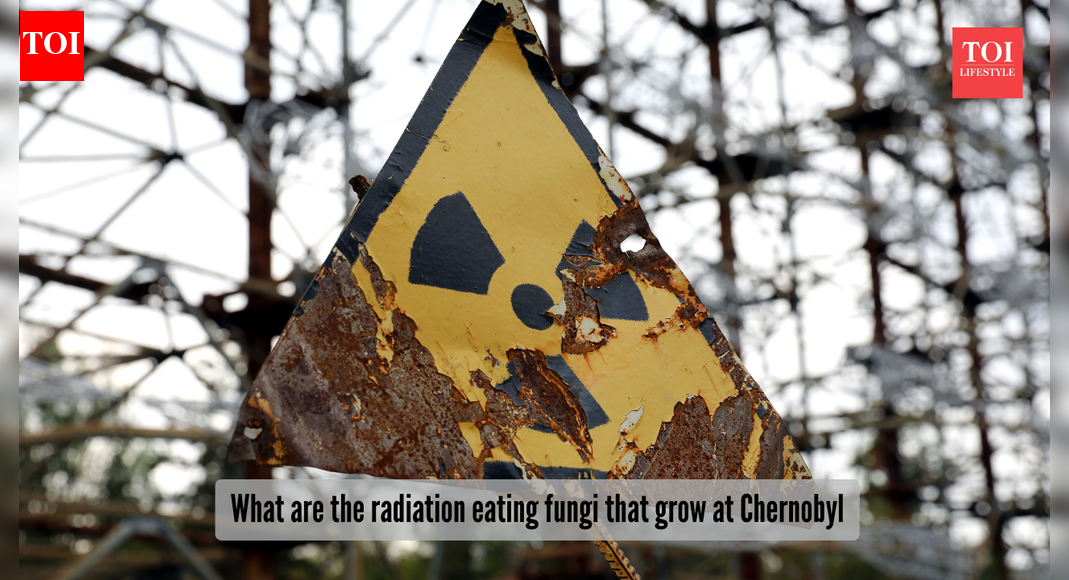 The strange radiation-eating organisms found at Chernobyl