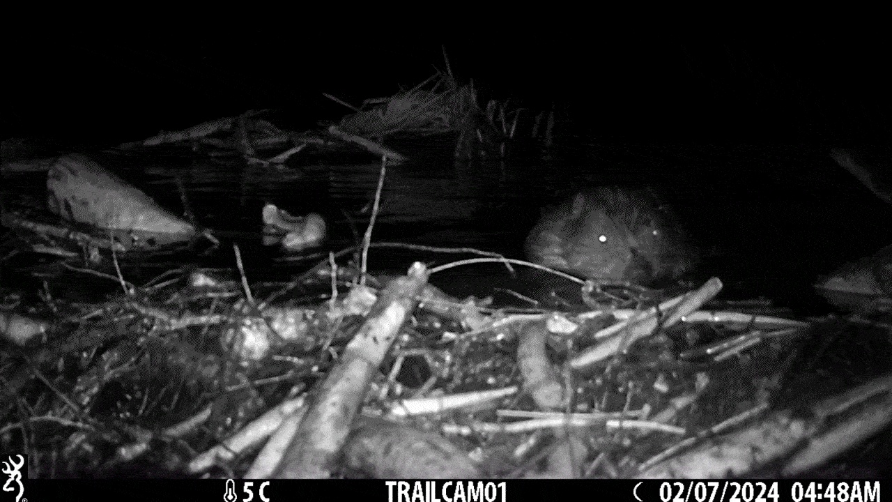 Animated GIF of beaver moving sticks