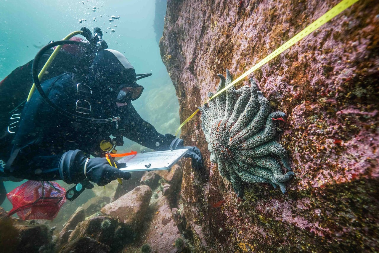 A diver makes notes underwater with a notebook next to a large starfish.
