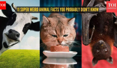 Cows have BFF to whales can drown: 11 super weird animal facts you probably didn't know